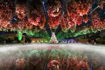 Begonia Christmas Night at Nabana No Sato
