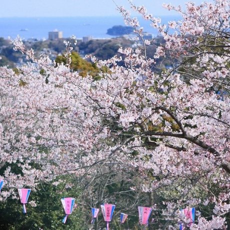 Cherry Blossom in Kanto