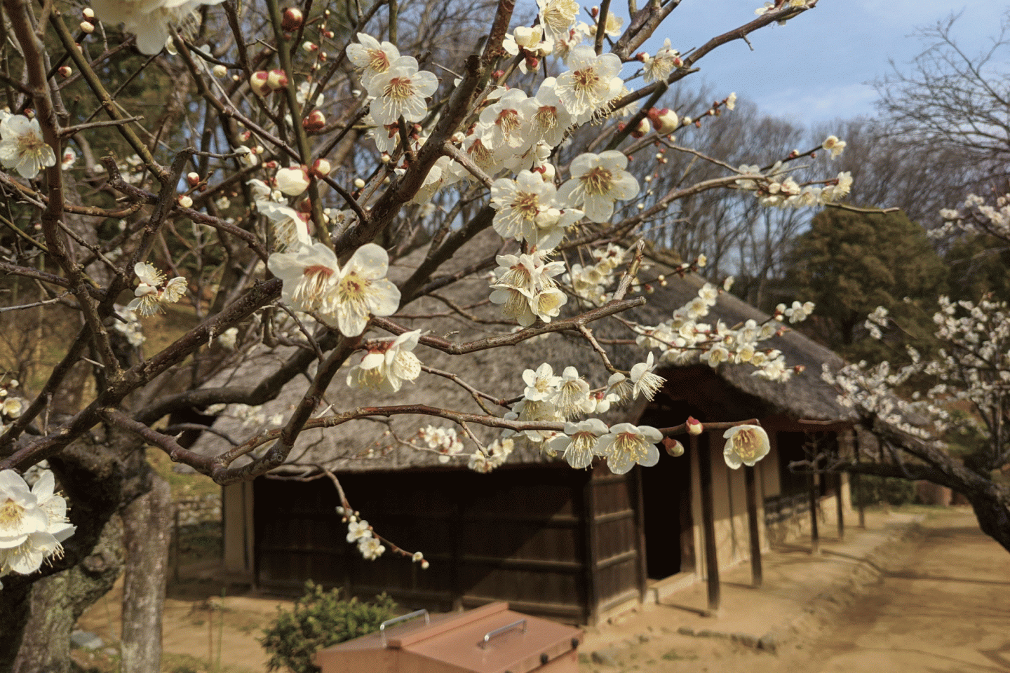 Yakushiike Plum Festival