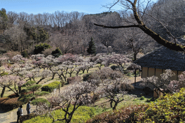 Yakushiike Plum Festival