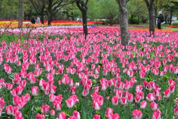 Spring Festa at Alps Azumino National Park