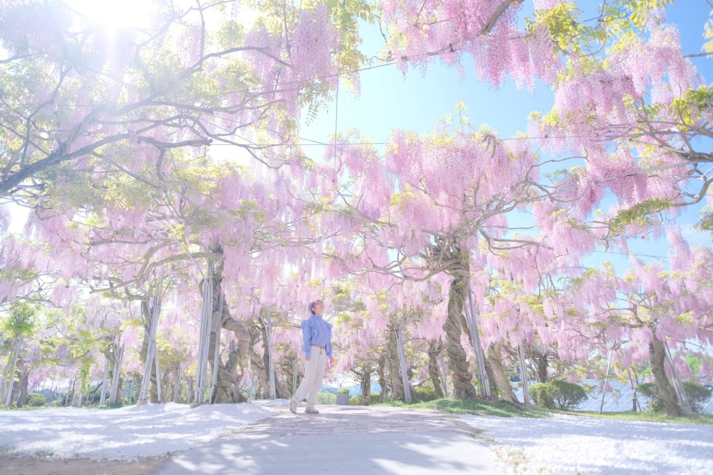 Sera Kogen Wisteria Festival