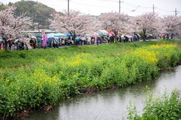 Kokubu River Cherry Blossom Festival
