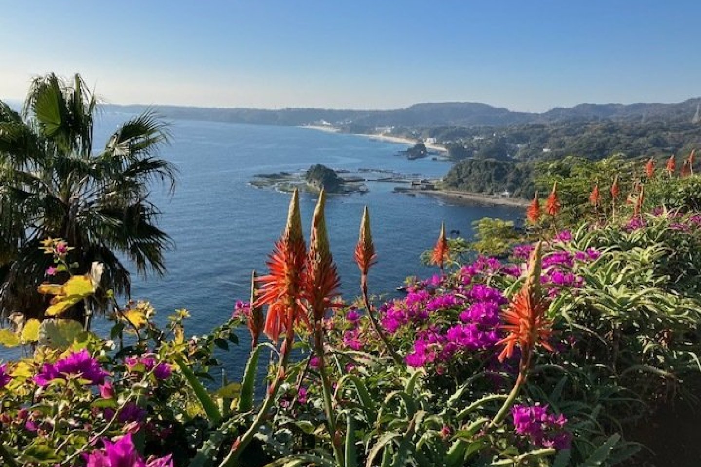 Izu Shirahama Aloe Flower Festival