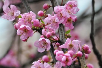 Akebonoyama Plum Festival