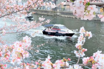 Cherry Blossom Viewing CHANDON Cruise