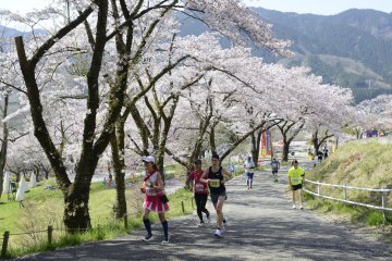 Lake Sagami Sakura Run