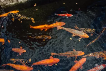 Moving of the Seto Canal Carp