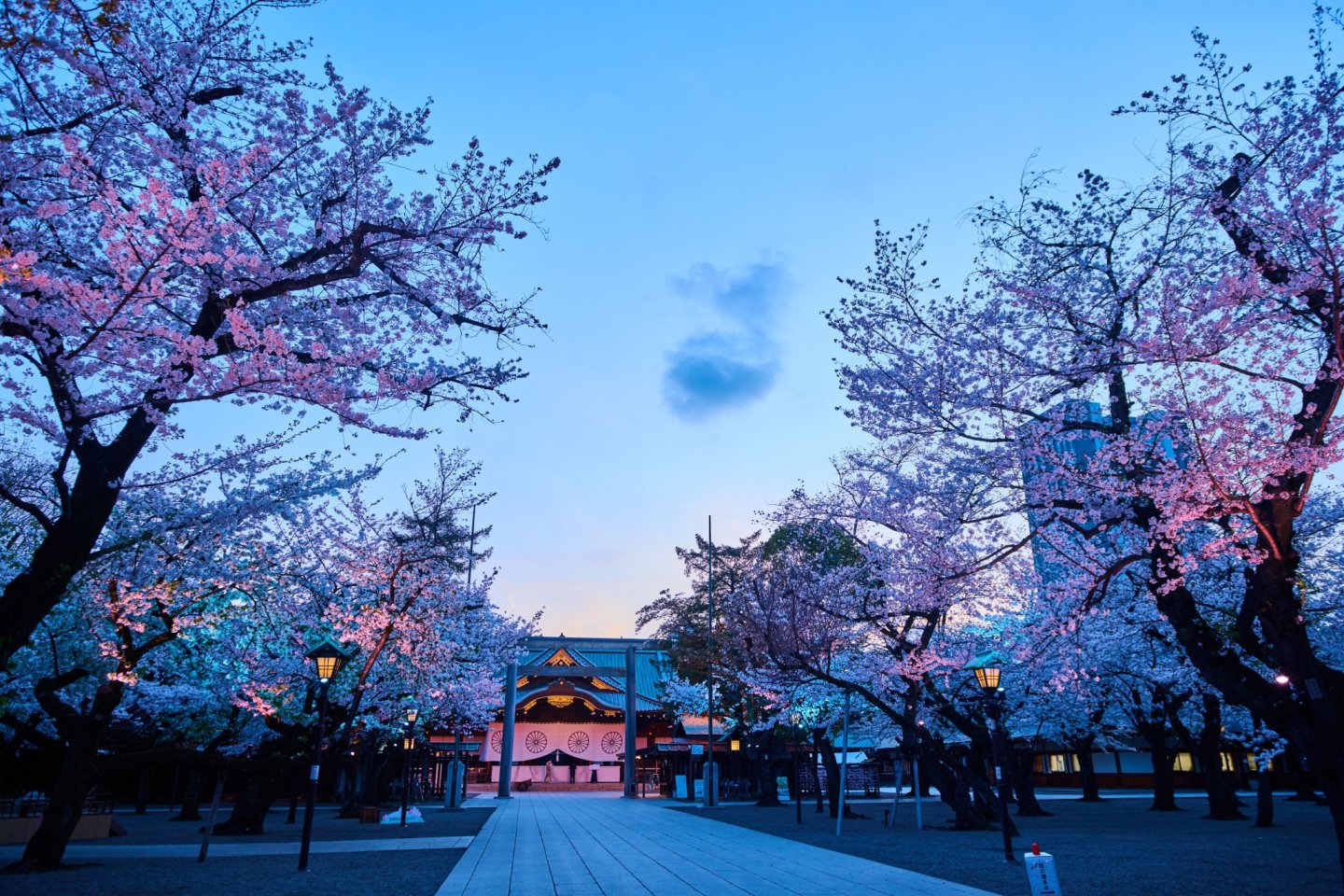 Night Sakura Pilgrimage at Yasukuni Shrine