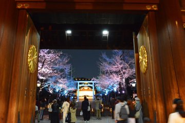 Night Sakura Pilgrimage at Yasukuni Shrine