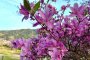 5 Destinations for Spring Flowers in Takayama