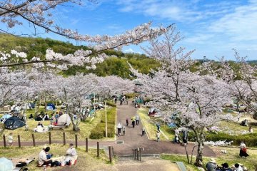 Settsukyo Park Sakura Festival