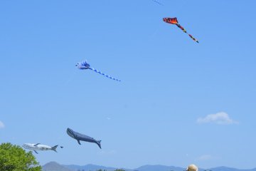 Uminaka Kite Flying Festival
