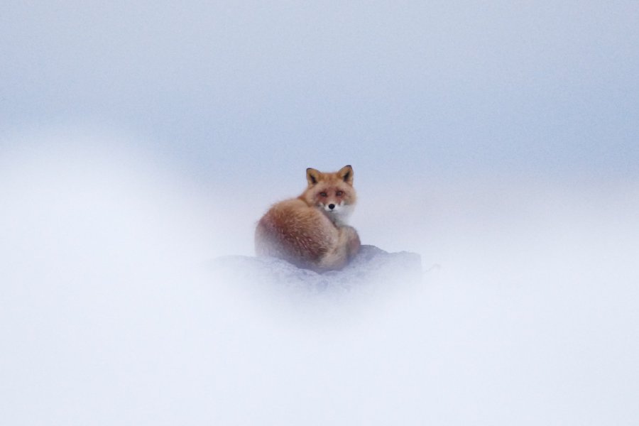 Wild Hokkaido