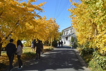 Sobue Ginkgo Festival