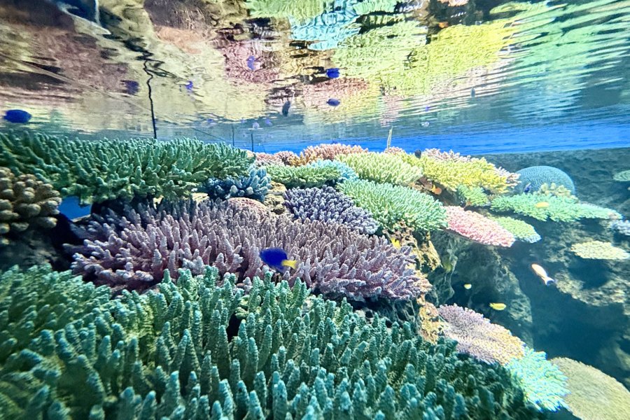 Osaka Aquarium's Great Barrier Reef