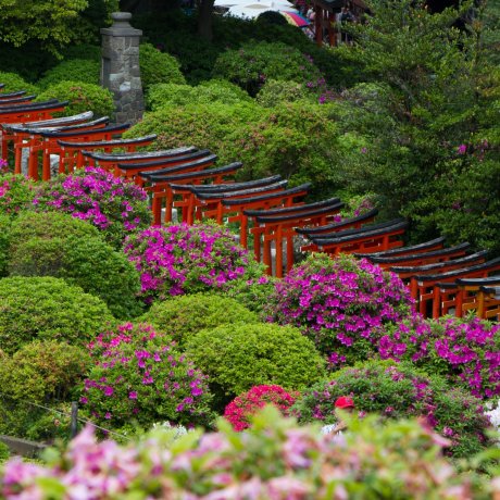 Azalea Festival, Nezu Shrine Azalea Festival, Nezu Shrine