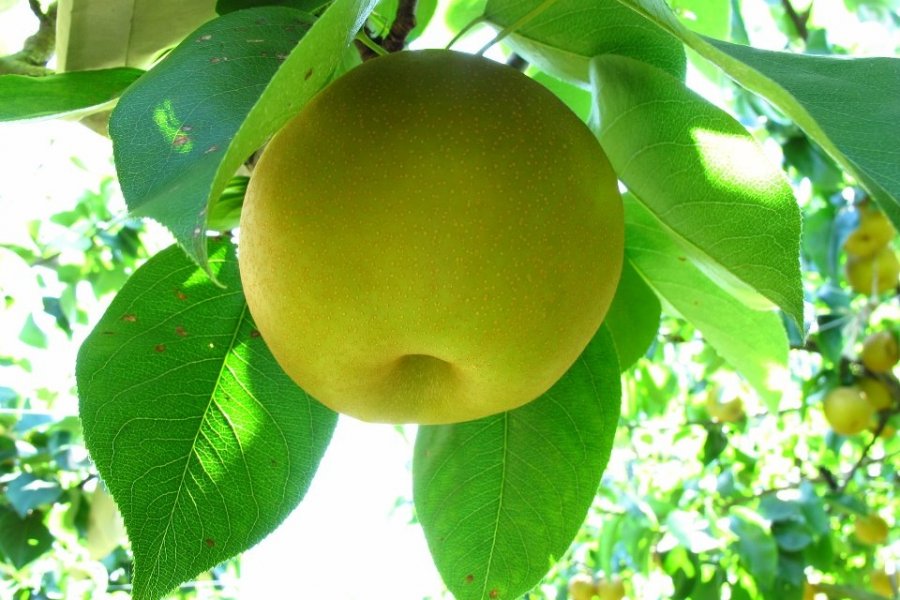 Pear-picking in Matsumoto Garden