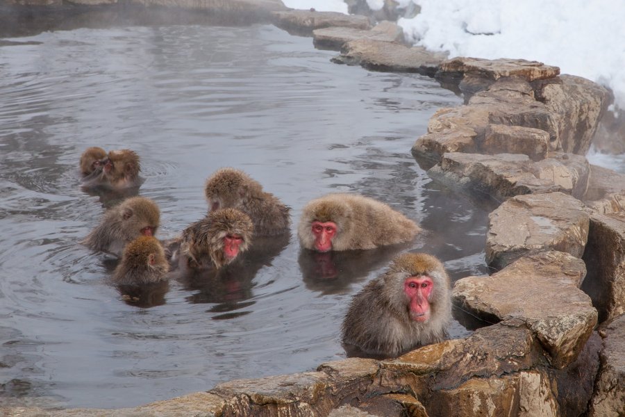 Bathing Apes in Rural Nagano