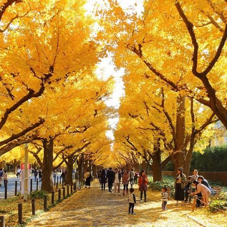 Meiji Jingu Gaien