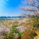 Kairakuen Garden