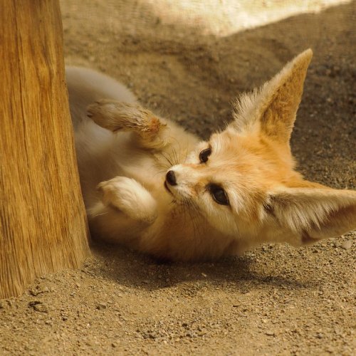 Playful fennec fox