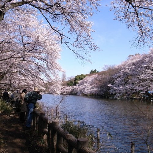 Cherry blossoms in Inokashira Park