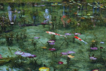 Monet's Pond Monet's Pond