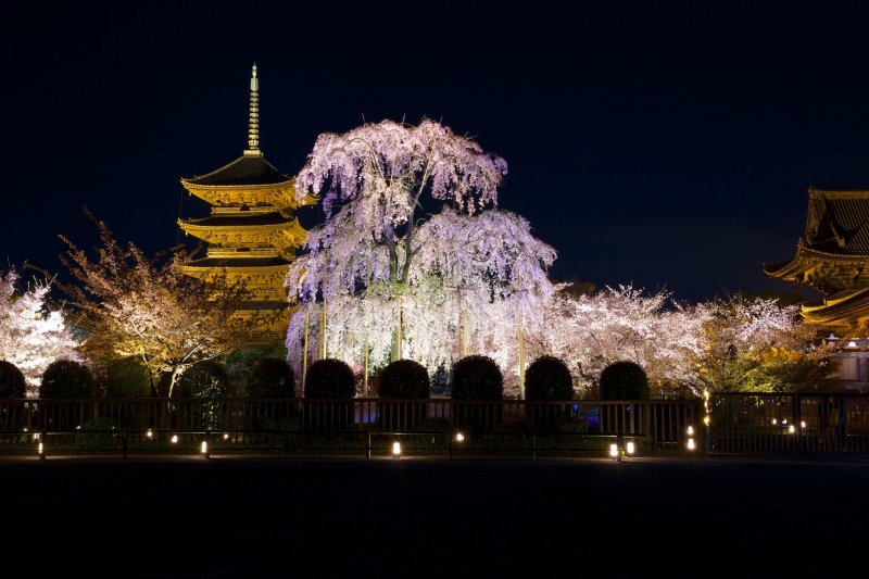 Toji Temple Kyoto Attractions Japan Travel