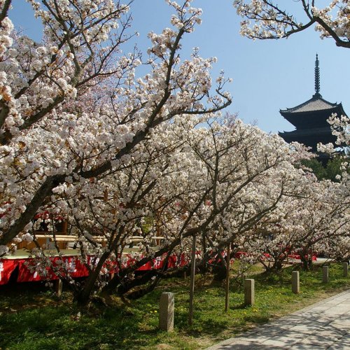 Omuro cherry blossom