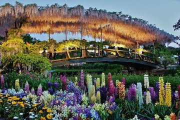 Ashikaga Flower Park Ashikaga Flower Park