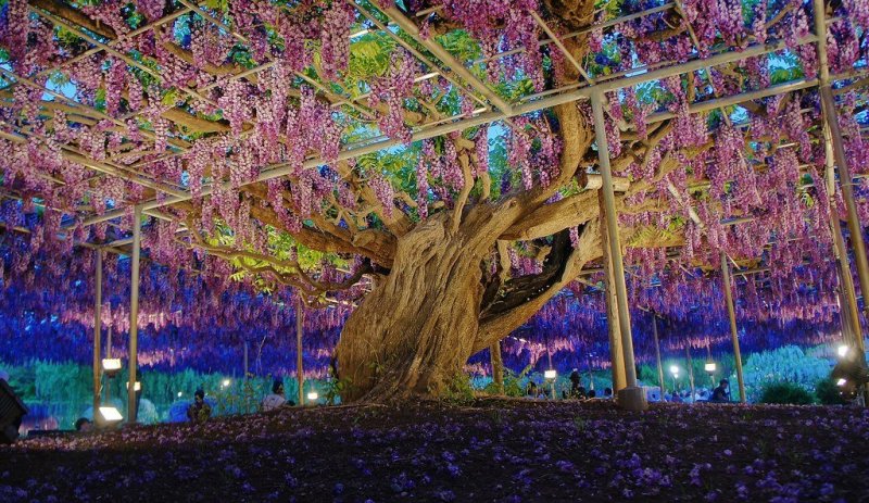 Ashikaga Flower Park - Tochigi Attractions - Japan Travel