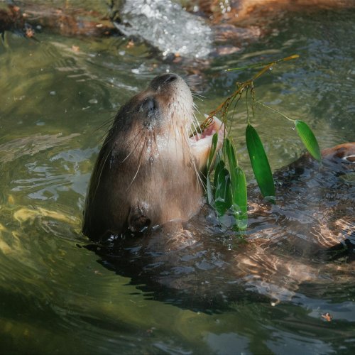 An Otter in Water