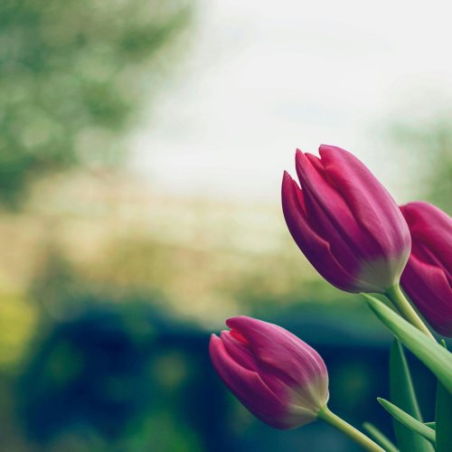 Close Up Photo of Pink Tulips