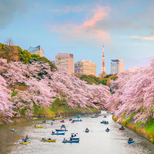 Cherry blossoms lining the river of Chidorigafuchi