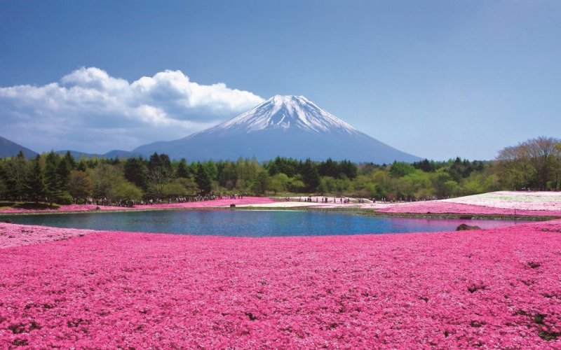 Experience Spring in Full Bloom – Flowers Feature – Japan Travel