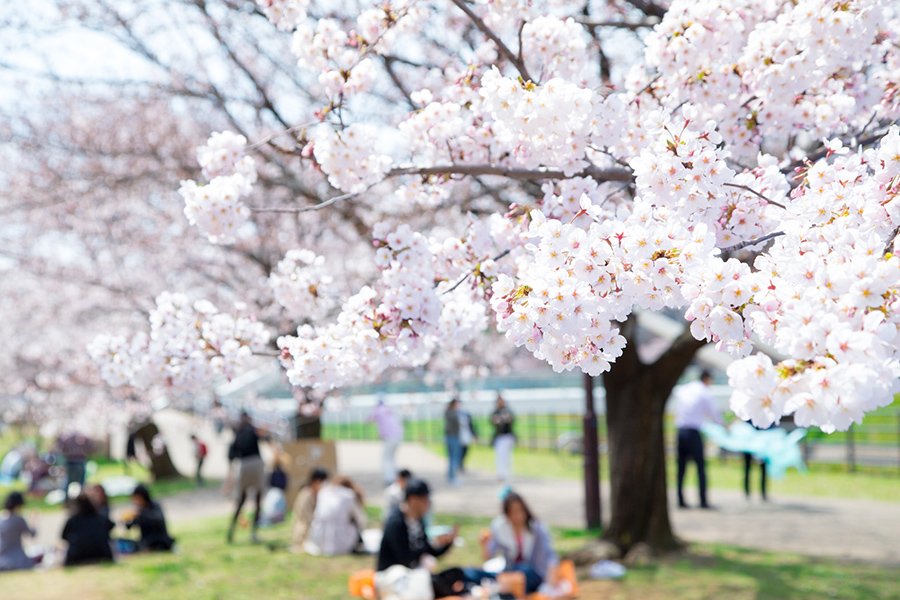 Sakura season underway in Japan