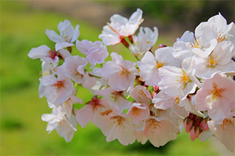 Enjoying Numazu's Cherry Blossoms